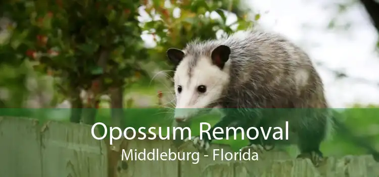 Opossum Removal Middleburg - Florida
