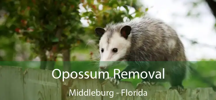 Opossum Removal Middleburg - Florida