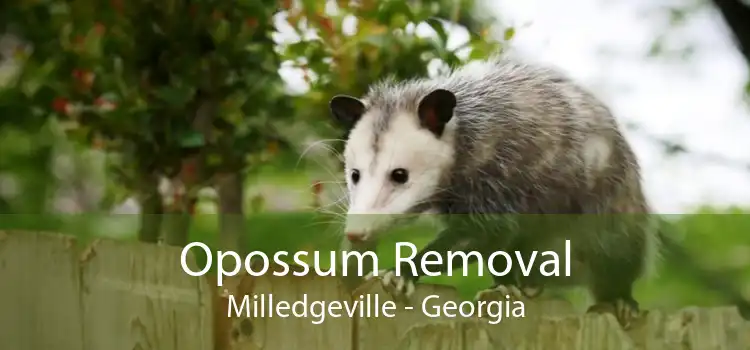 Opossum Removal Milledgeville - Georgia