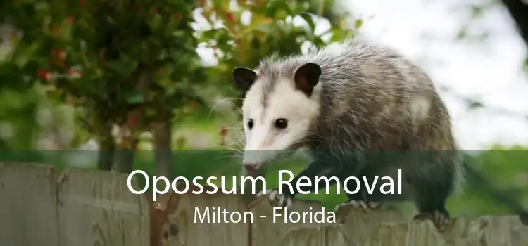 Opossum Removal Milton - Florida