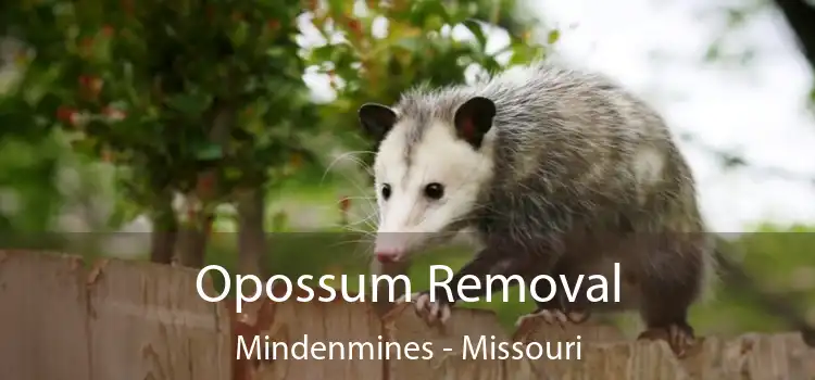 Opossum Removal Mindenmines - Missouri