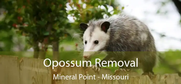 Opossum Removal Mineral Point - Missouri