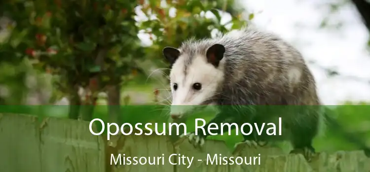 Opossum Removal Missouri City - Missouri