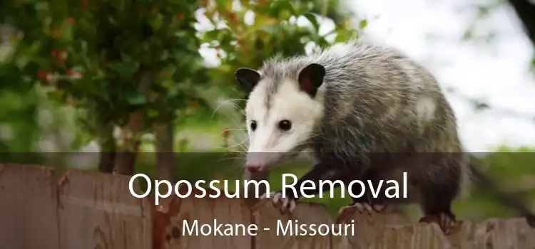 Opossum Removal Mokane - Missouri