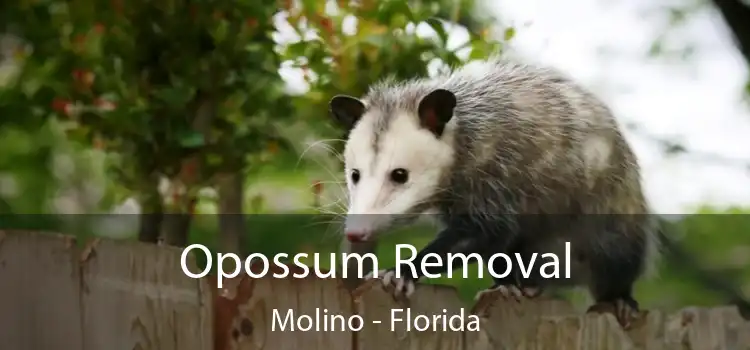 Opossum Removal Molino - Florida