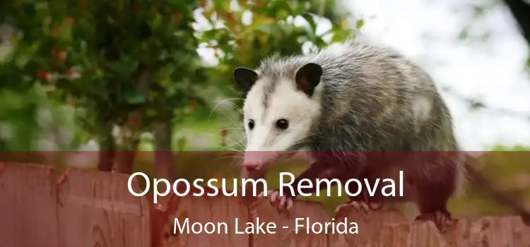 Opossum Removal Moon Lake - Florida