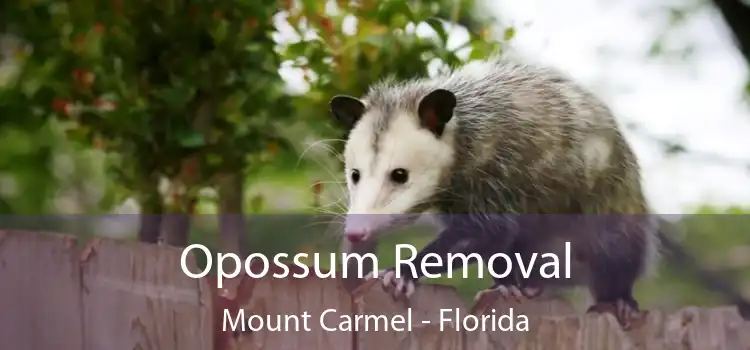 Opossum Removal Mount Carmel - Florida