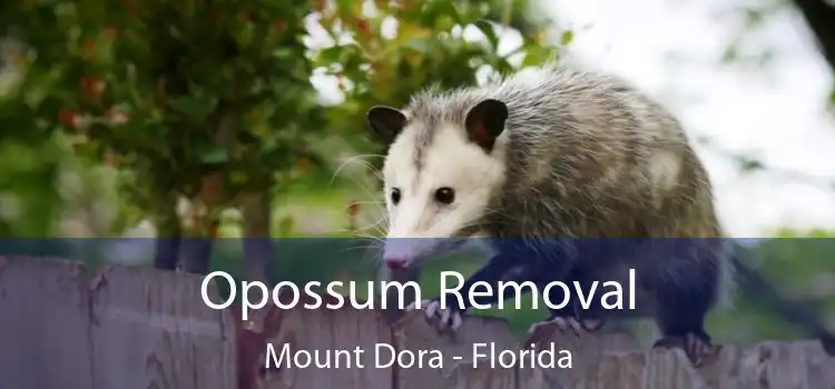 Opossum Removal Mount Dora - Florida