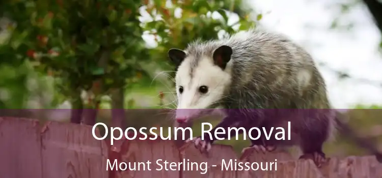 Opossum Removal Mount Sterling - Missouri