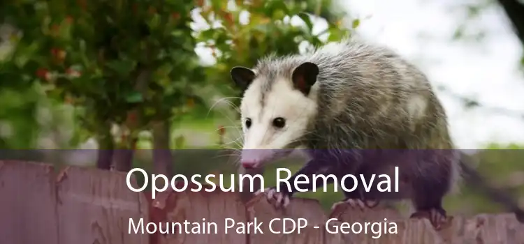 Opossum Removal Mountain Park CDP - Georgia