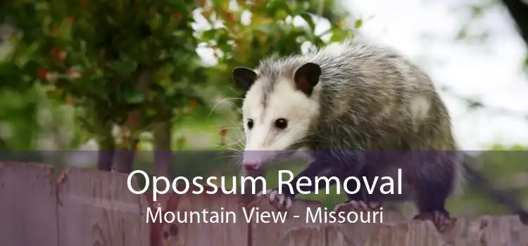 Opossum Removal Mountain View - Missouri