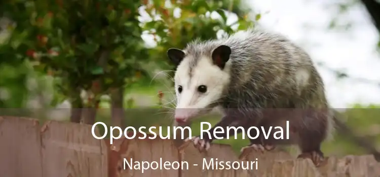 Opossum Removal Napoleon - Missouri