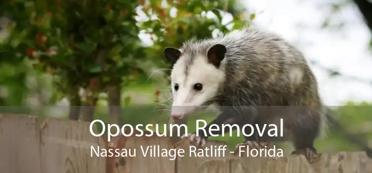 Opossum Removal Nassau Village Ratliff - Florida