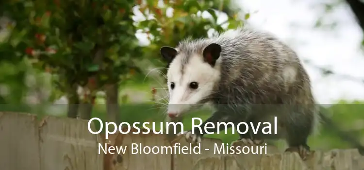 Opossum Removal New Bloomfield - Missouri