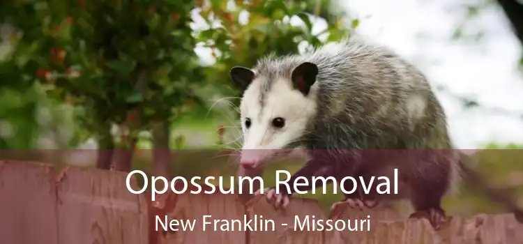 Opossum Removal New Franklin - Missouri