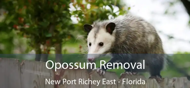 Opossum Removal New Port Richey East - Florida