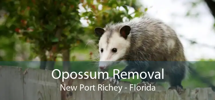 Opossum Removal New Port Richey - Florida