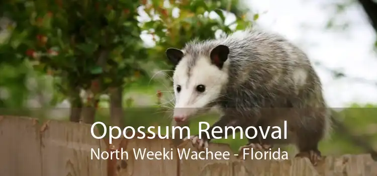 Opossum Removal North Weeki Wachee - Florida