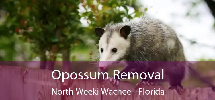 Opossum Removal North Weeki Wachee - Florida