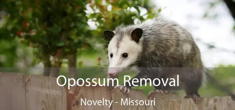 Opossum Removal Novelty - Missouri