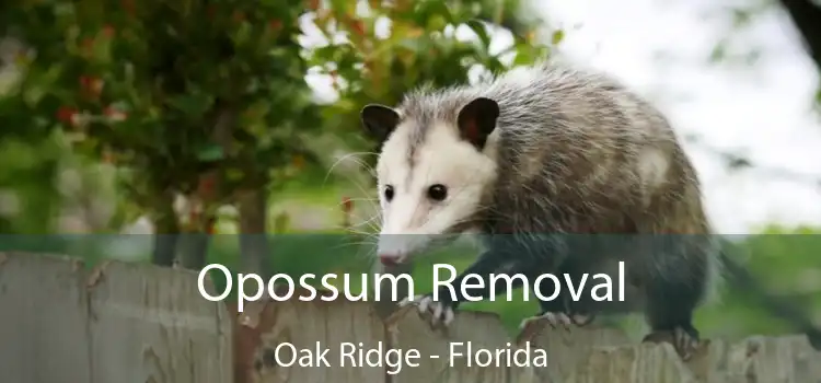 Opossum Removal Oak Ridge - Florida