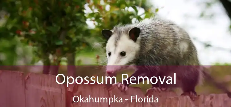 Opossum Removal Okahumpka - Florida