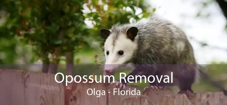 Opossum Removal Olga - Florida