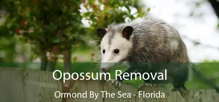 Opossum Removal Ormond By The Sea - Florida