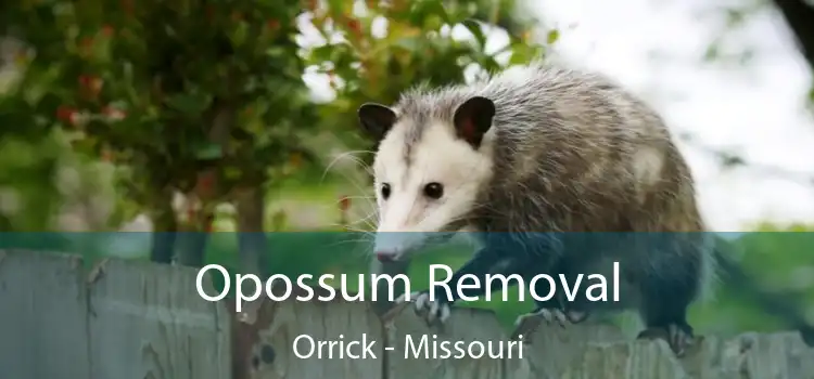 Opossum Removal Orrick - Missouri