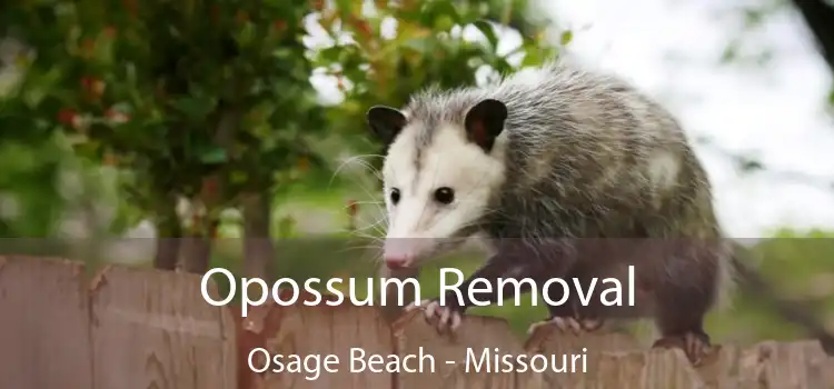 Opossum Removal Osage Beach - Missouri