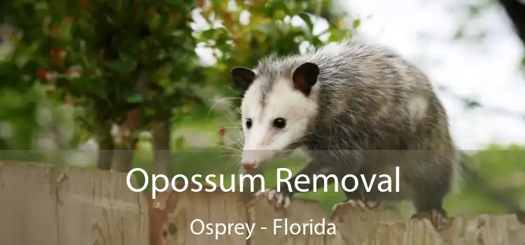 Opossum Removal Osprey - Florida