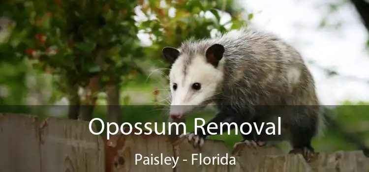 Opossum Removal Paisley - Florida