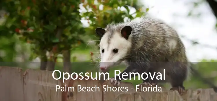 Opossum Removal Palm Beach Shores - Florida