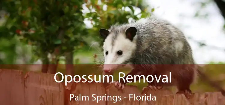 Opossum Removal Palm Springs - Florida