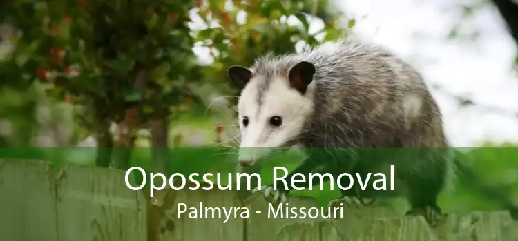 Opossum Removal Palmyra - Missouri