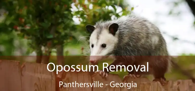 Opossum Removal Panthersville - Georgia