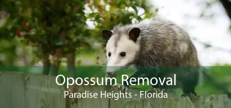 Opossum Removal Paradise Heights - Florida
