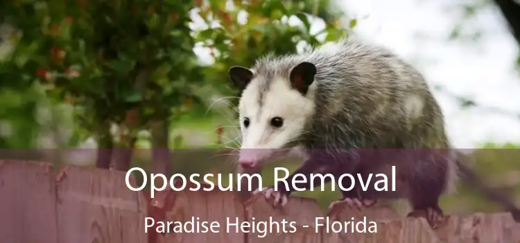 Opossum Removal Paradise Heights - Florida