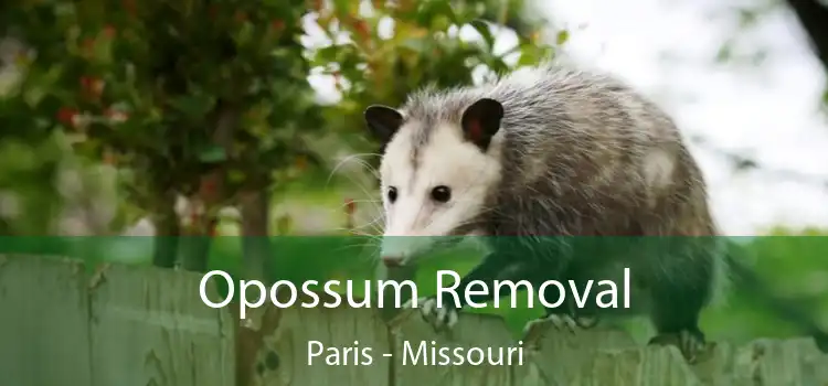 Opossum Removal Paris - Missouri