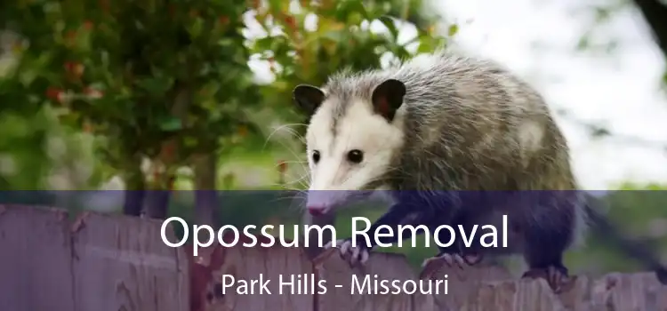 Opossum Removal Park Hills - Missouri