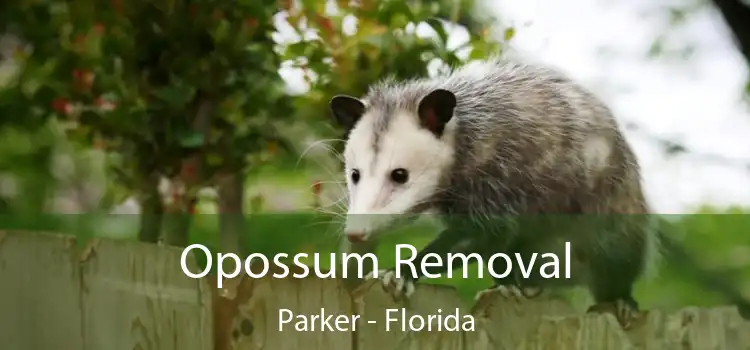 Opossum Removal Parker - Florida