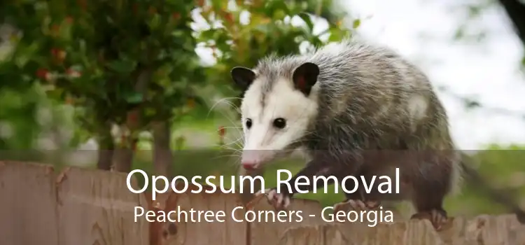 Opossum Removal Peachtree Corners - Georgia