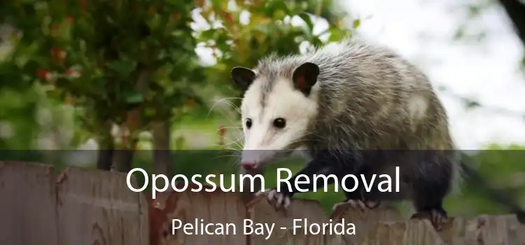 Opossum Removal Pelican Bay - Florida