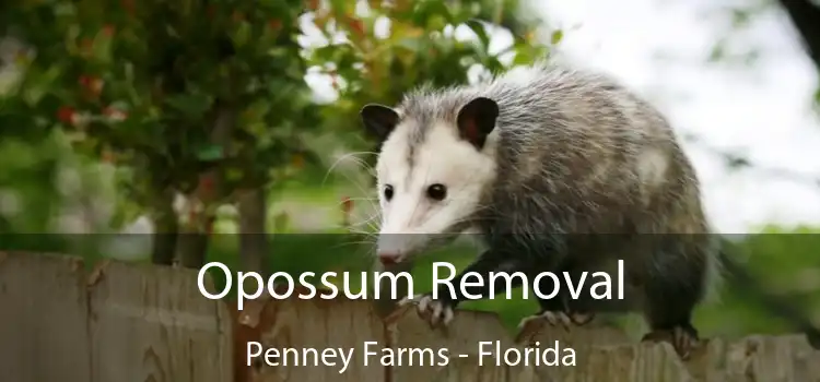 Opossum Removal Penney Farms - Florida