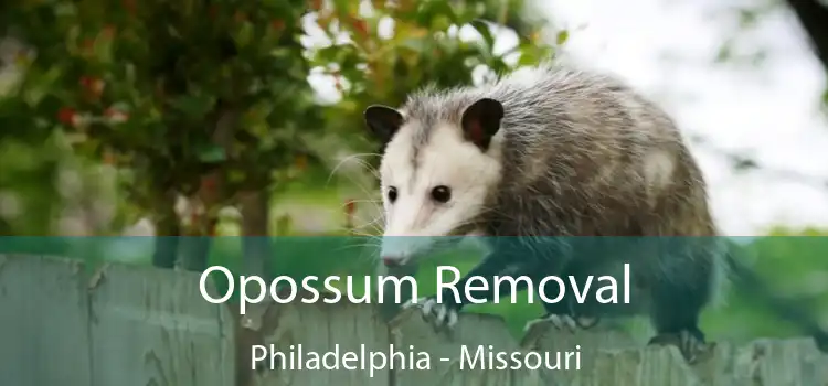 Opossum Removal Philadelphia - Missouri