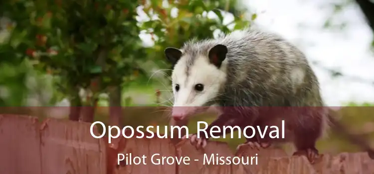 Opossum Removal Pilot Grove - Missouri