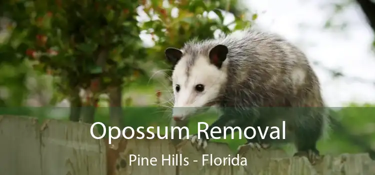 Opossum Removal Pine Hills - Florida