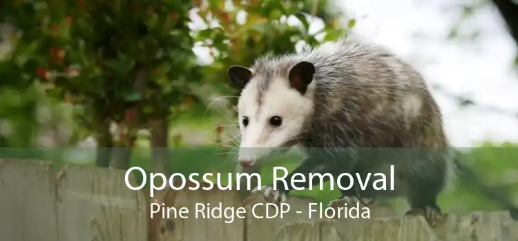 Opossum Removal Pine Ridge CDP - Florida