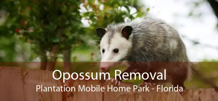 Opossum Removal Plantation Mobile Home Park - Florida