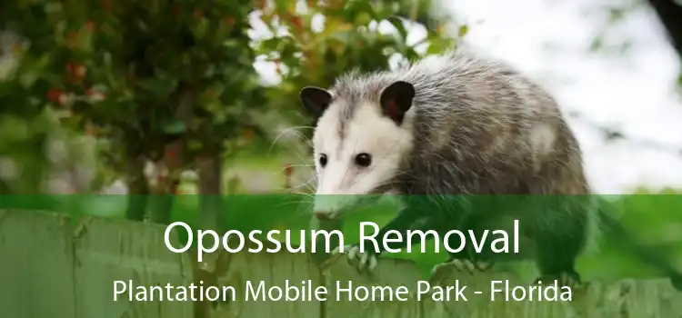 Opossum Removal Plantation Mobile Home Park - Florida